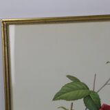 Large framed lithograph by Redouté