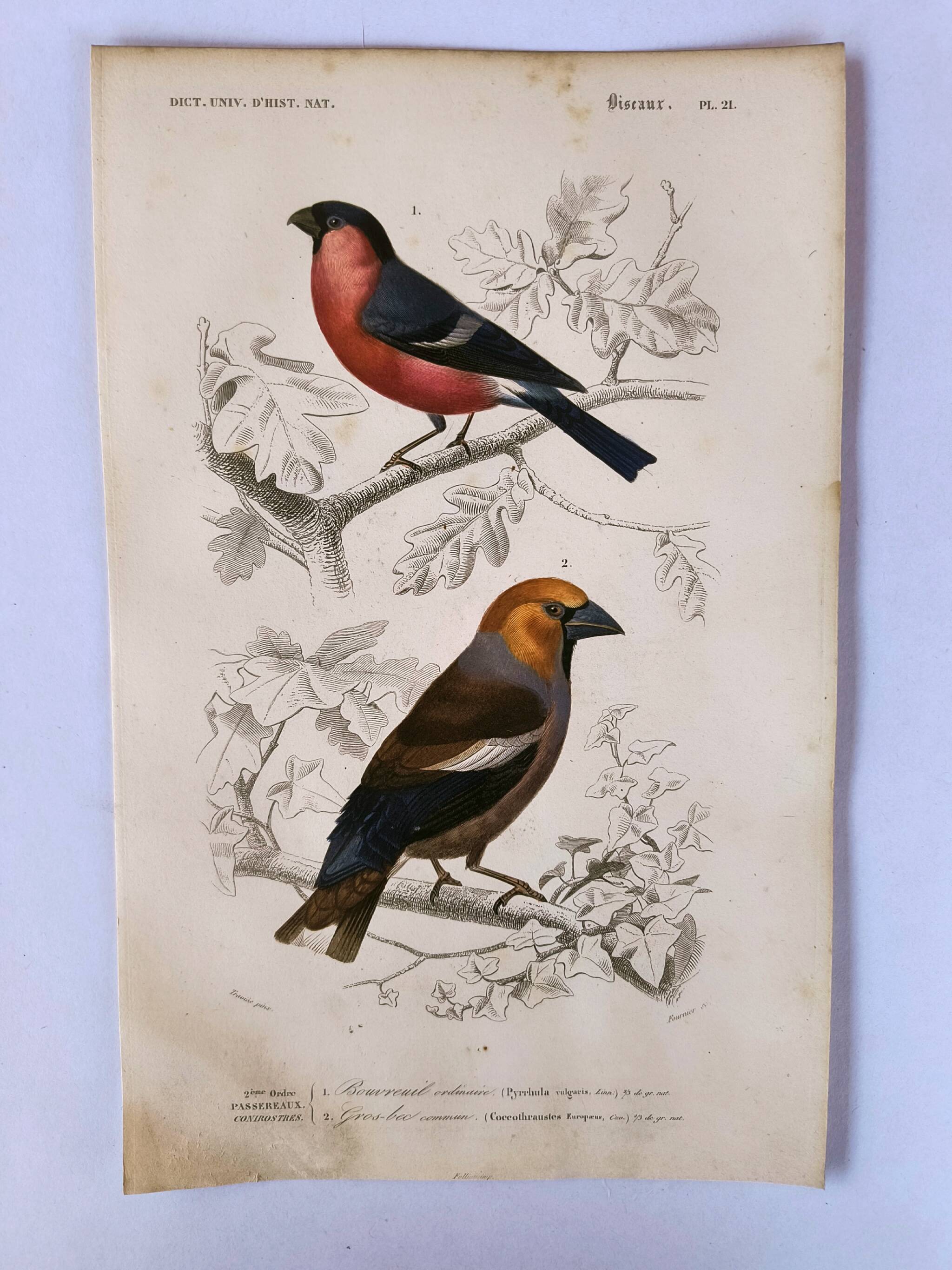 Antique engraving from 1849. Bullfinch and Grosbeak. Travies. Orbigny bird
