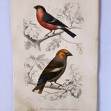 Antique engraving from 1849. Bullfinch and Grosbeak. Travies. Orbigny bird