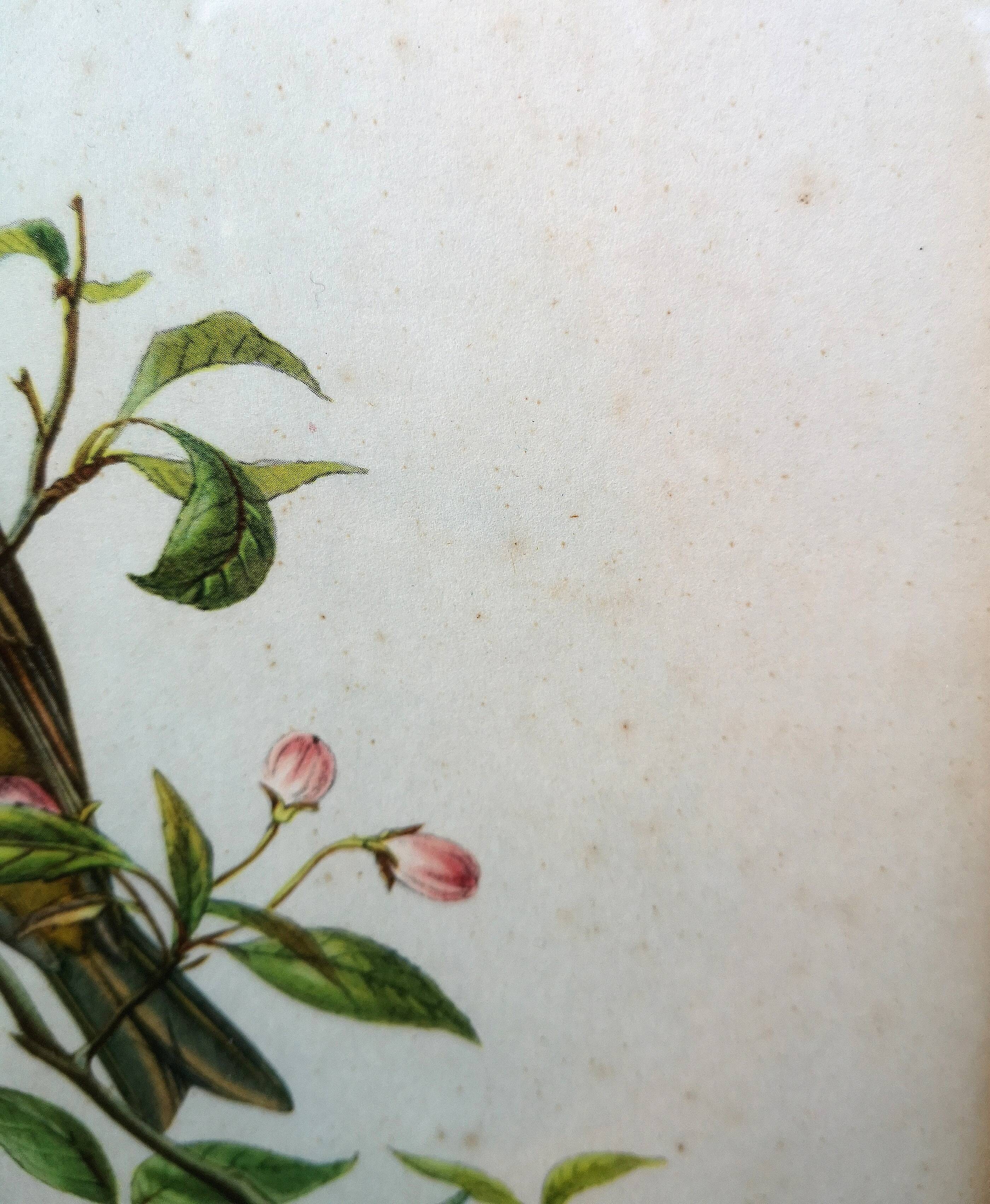 Framed lithograph by J. Gould and HC Richter