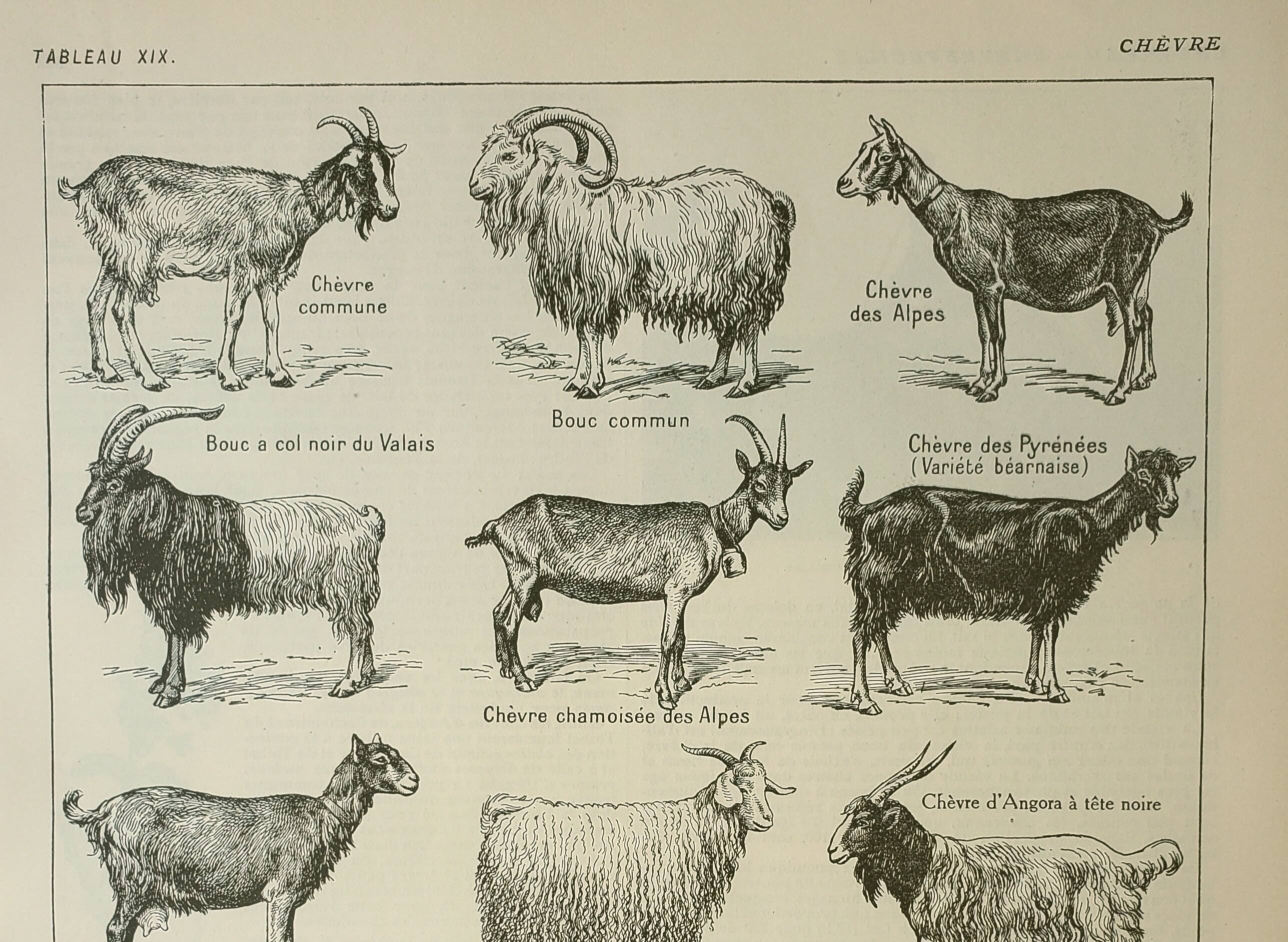 Old engraving 1922, Goats, main breeds, goats, farm • Lithograph, Original plate