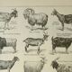 Old engraving 1922, Goats, main breeds, goats, farm • Lithograph, Original plate