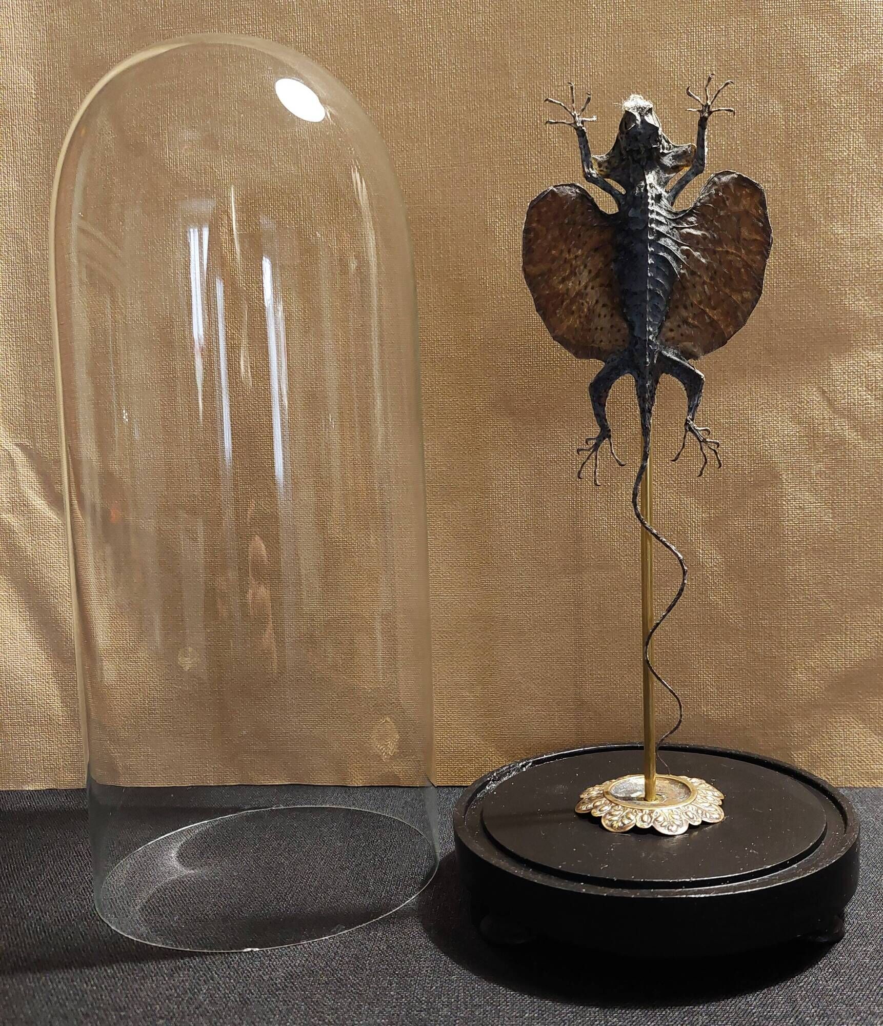 Cabinet of Curiosities globe 19th century flying lizard draco fimbriatus