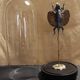 Cabinet of Curiosities globe 19th century flying lizard draco fimbriatus