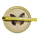 Cadre doré papillon naturalisé