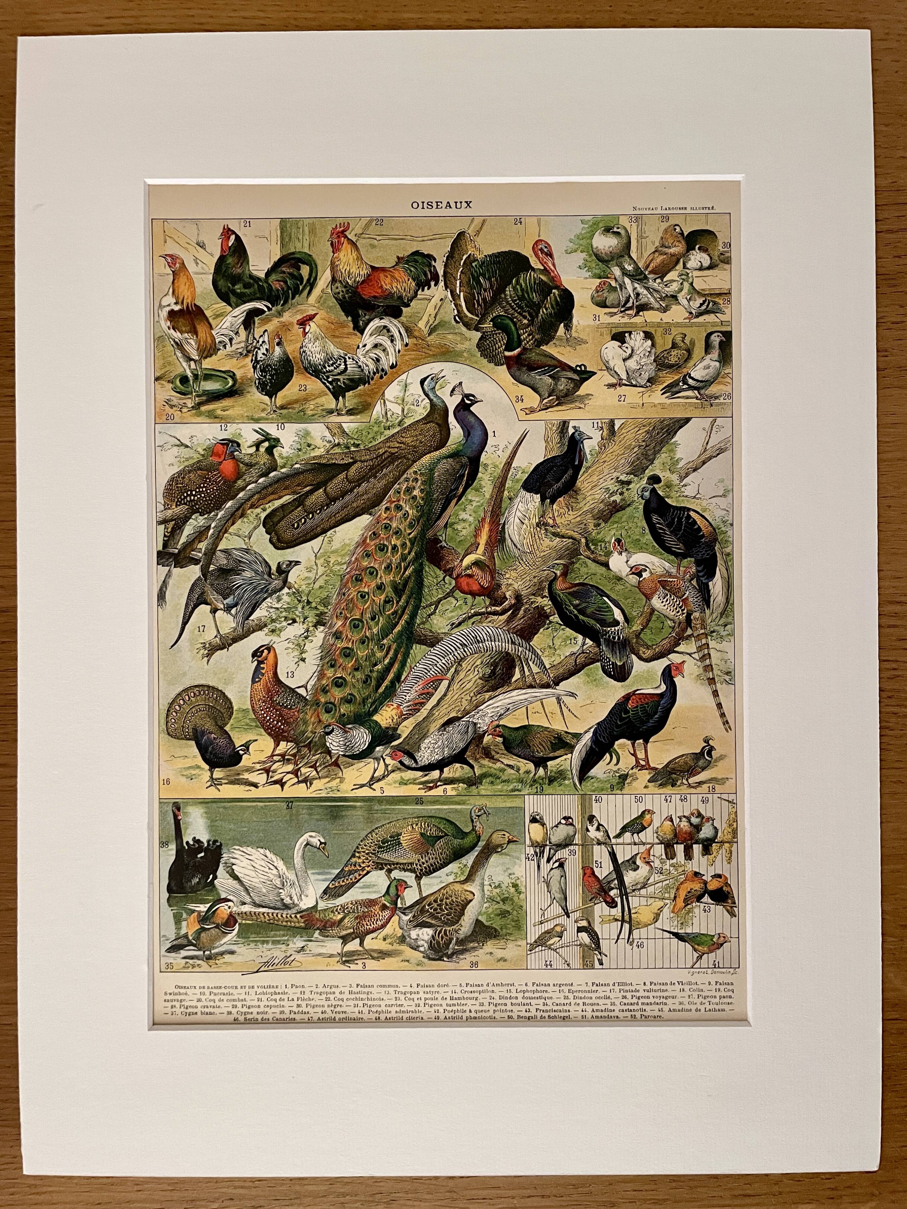Lithograph on birds (peacock) - 1900