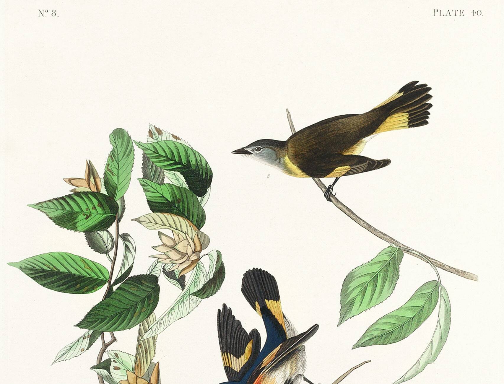 Poster of the Flickering Flycatcher, after an old engraving from 1827