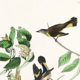 Poster of the Flickering Flycatcher, after an old engraving from 1827