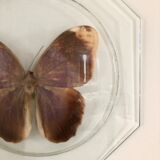 Naturalized butterfly
