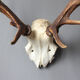 Deer hunting trophy