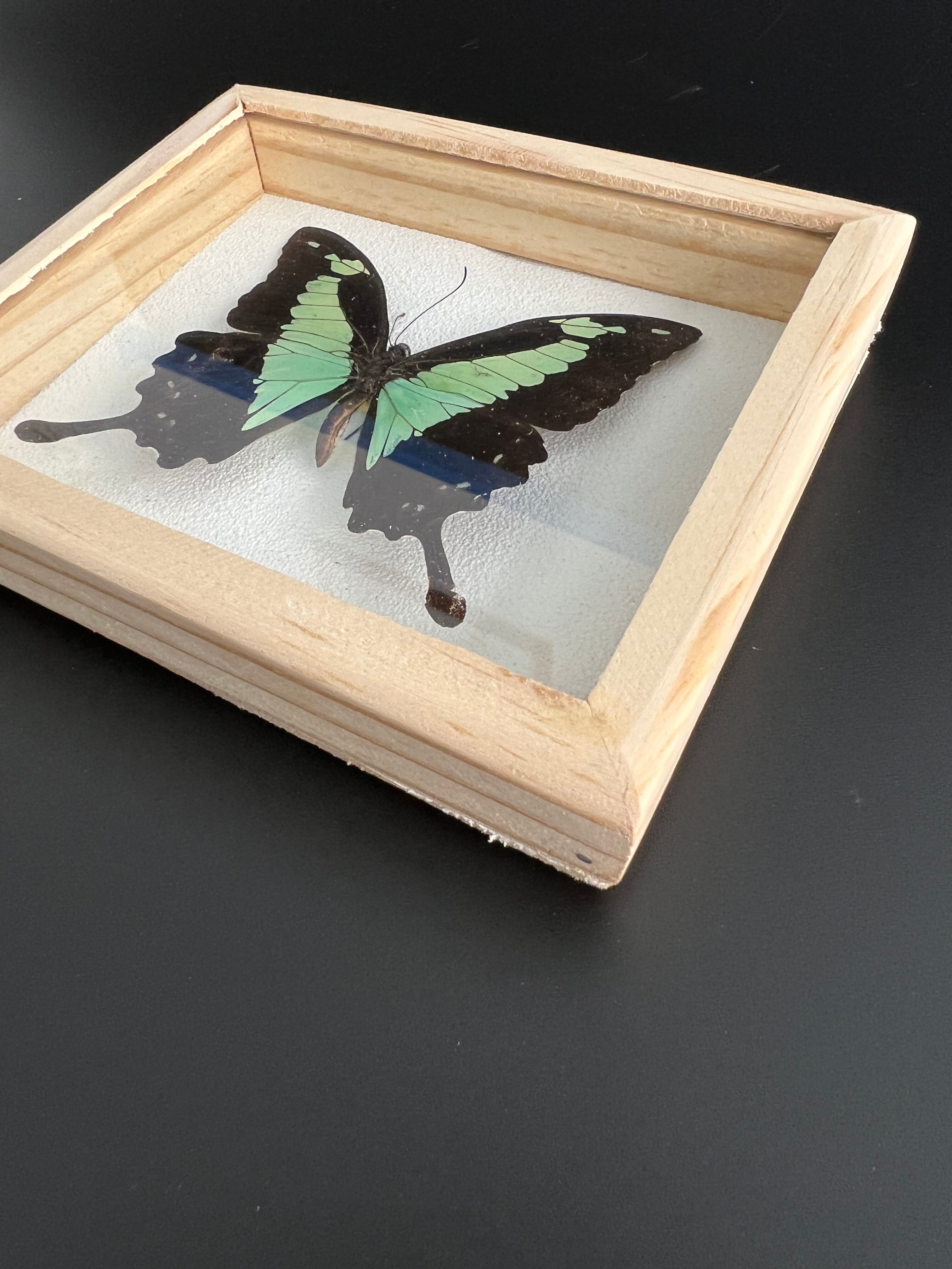 Naturalized butterfly taxidermy frame