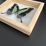 Naturalized butterfly taxidermy frame