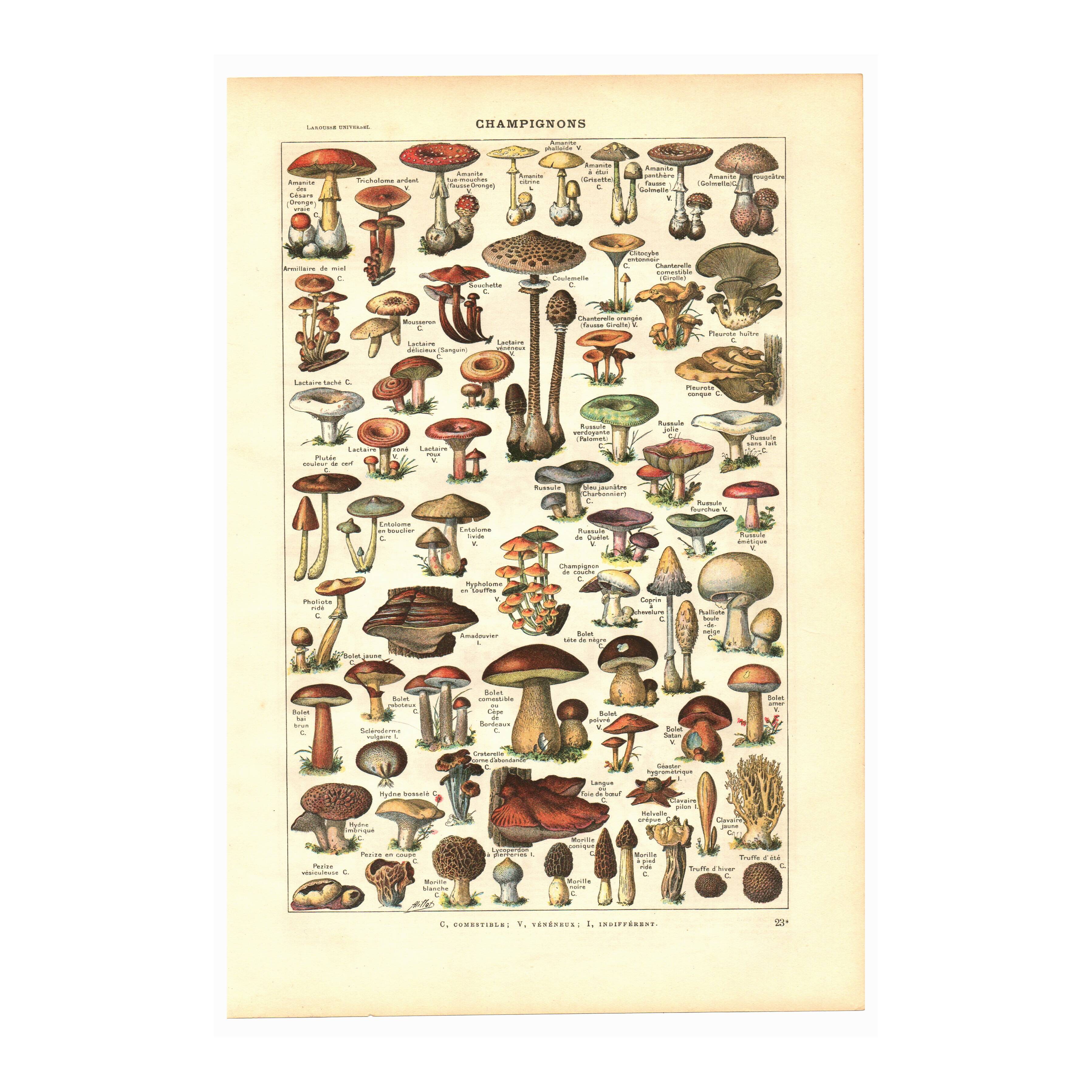 Old botanical engraving from 1923 - Mushrooms by A. Millot - plate