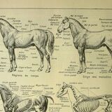 Antique lithograph 1921 - Horse 1 by M. Dessertenne - horseback riding