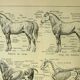 Lithographie ancienne 1921 - Cheval 1 par M. Dessertenne - équitation