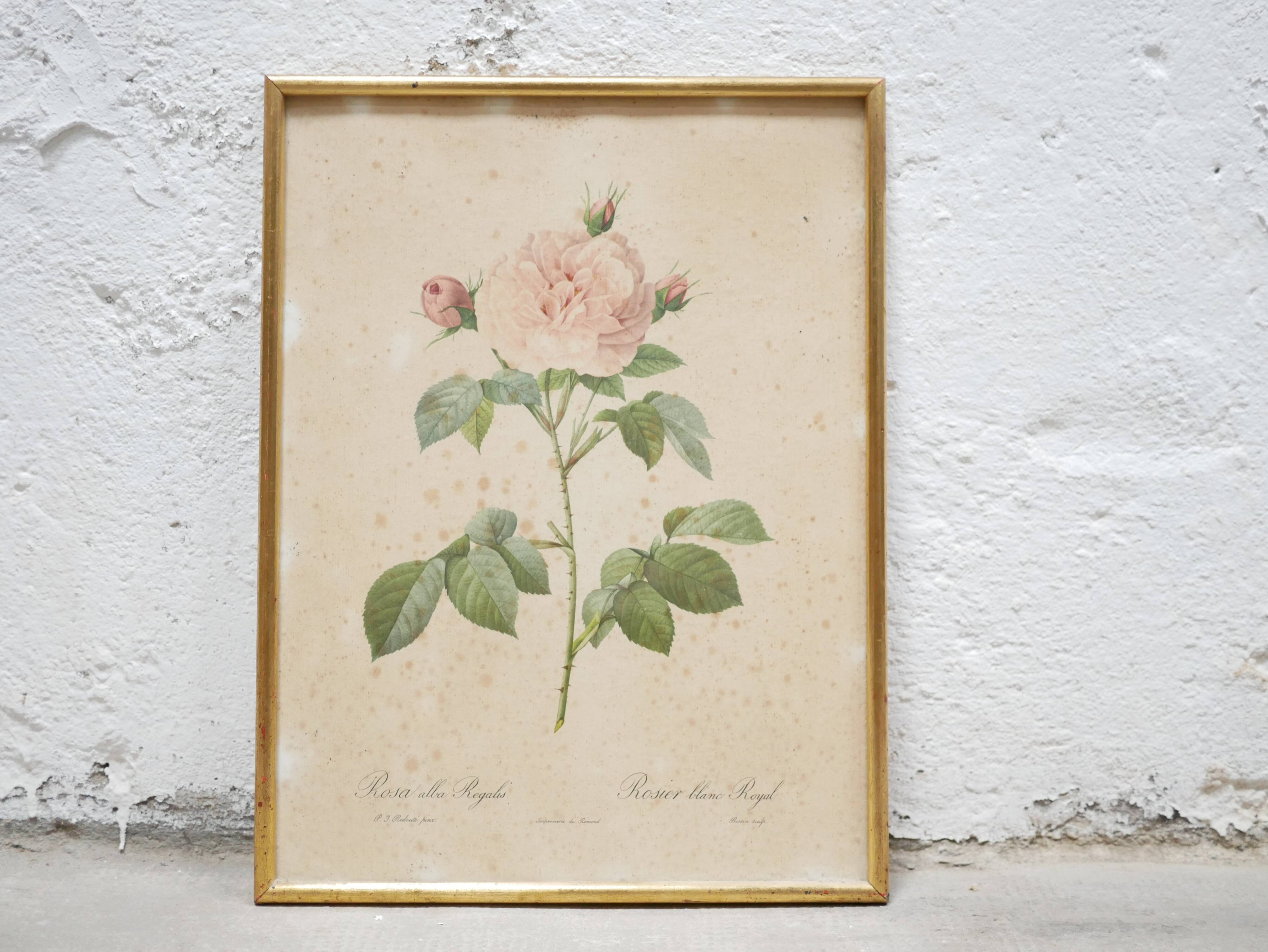Vintage botanical poster Rosa alba Regalis by P.J.Redouté
