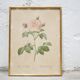 Vintage botanical poster Rosa alba Regalis by P.J.Redouté