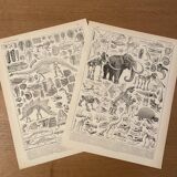 Lithograph engraving paleontology of 1897 (2)