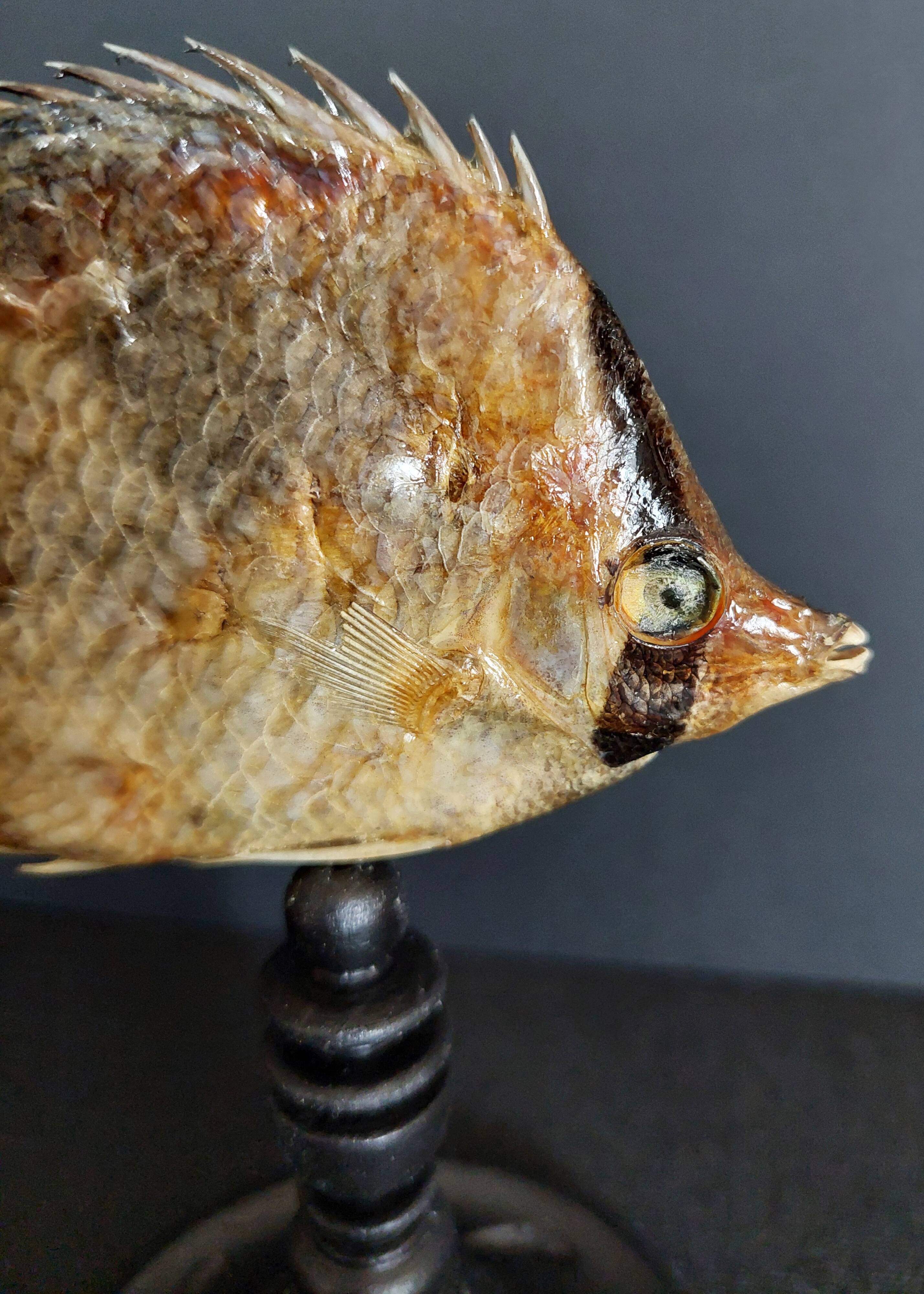 Cabinet de Curiosités poisson papillon sédentaire chaetodon sedentarius
