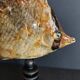 Cabinet de Curiosités poisson papillon sédentaire chaetodon sedentarius