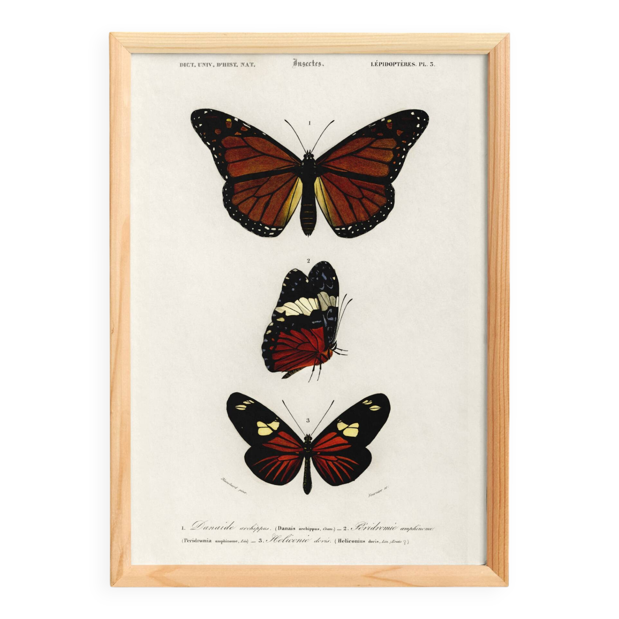 Poster about “exotic butterflies”, based on an old engraving from 1849