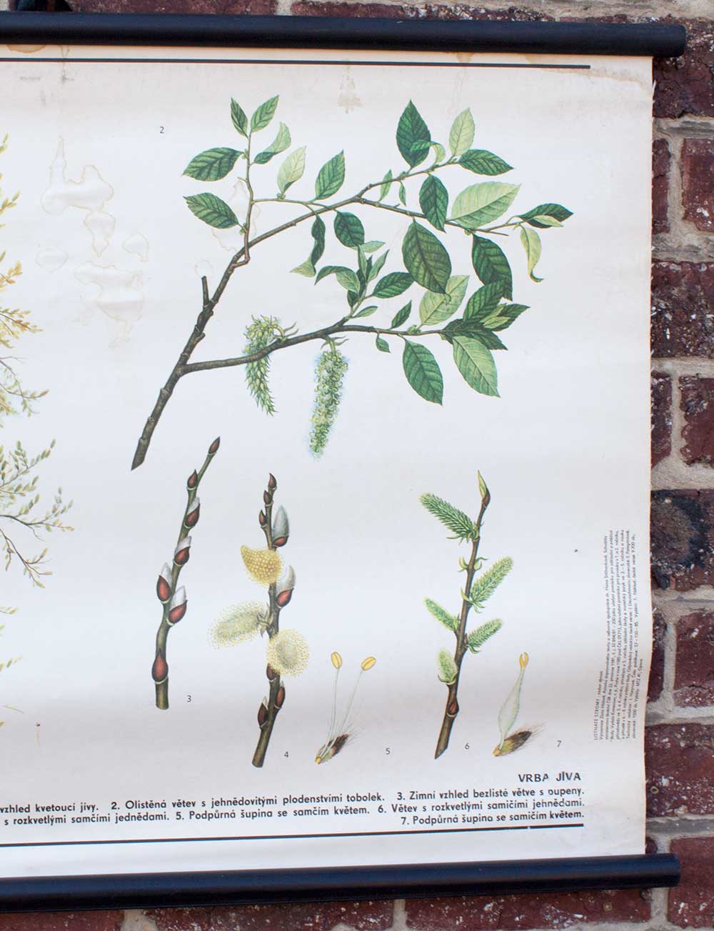 Old botanical school map willow marsault tree