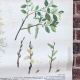 Old botanical school map willow marsault tree