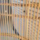 Vintage rattan armchair