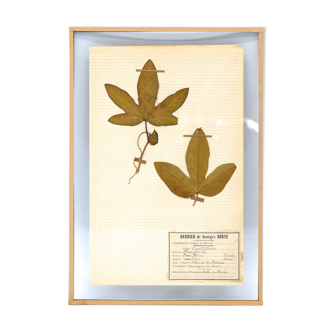 George Bert Herbarium