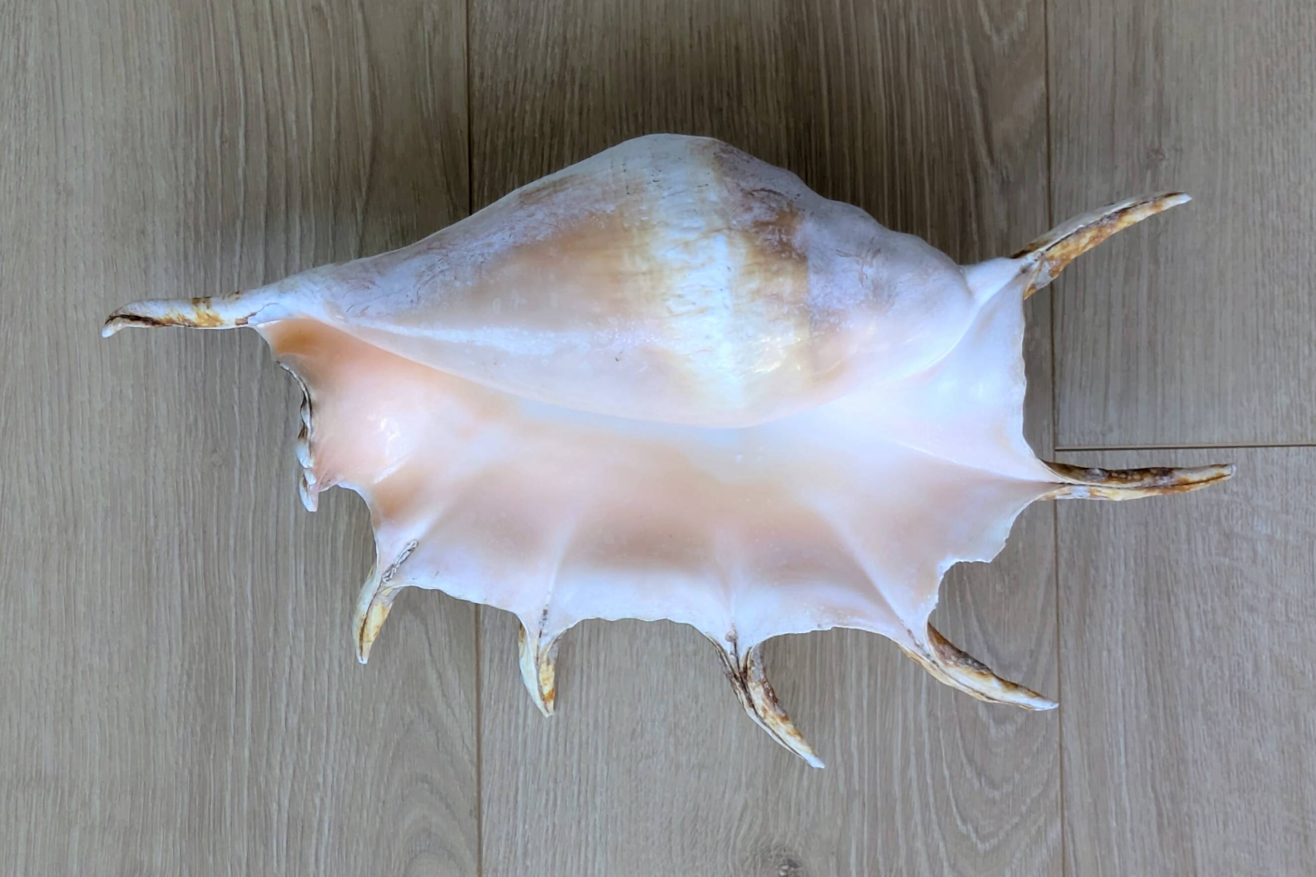 Great Shell – Giant Scallop Lambis truncata - Exceptional 37 cm