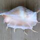 Great Shell – Giant Scallop Lambis truncata - Exceptional 37 cm