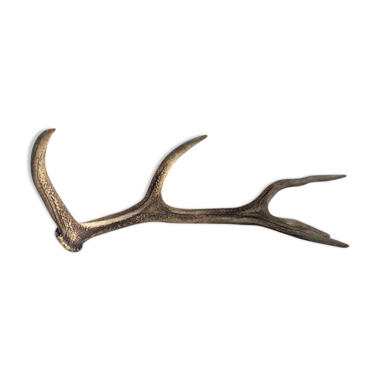 Deer antlers