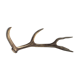 Deer antlers