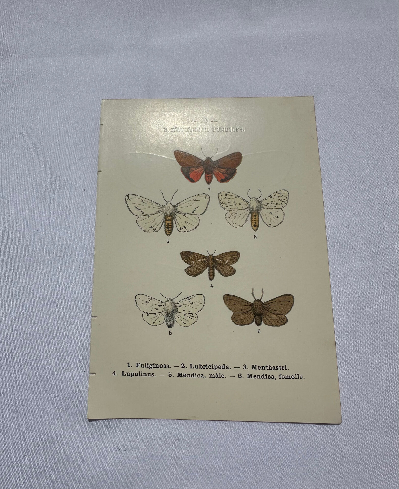 Naturalist engraving butterfly 19th century Botanical plate drawing art
