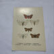 Naturalist engraving butterfly 19th century Botanical plate drawing art
