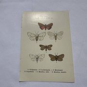Naturalist engraving butterfly 19th century Botanical plate drawing art