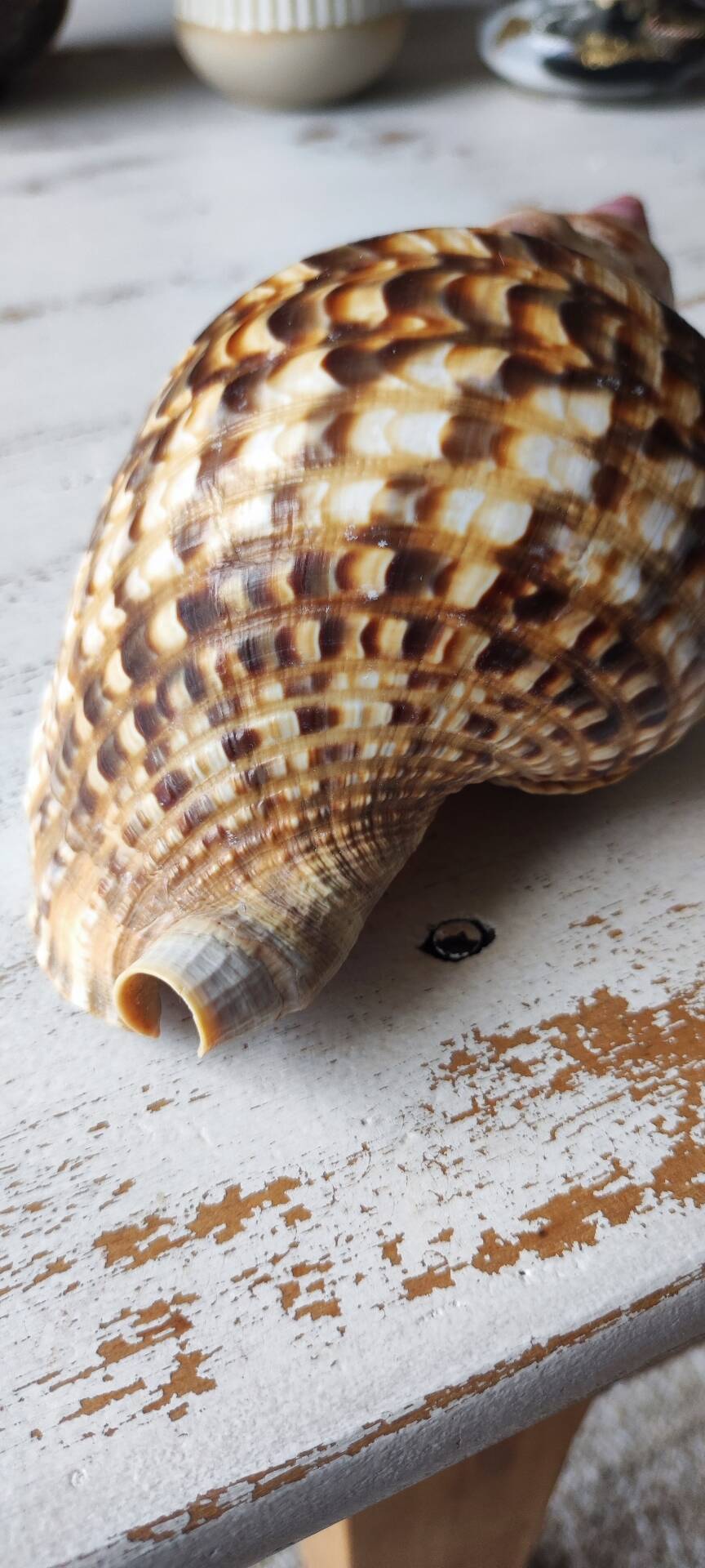 Shell decoration