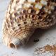 Shell decoration
