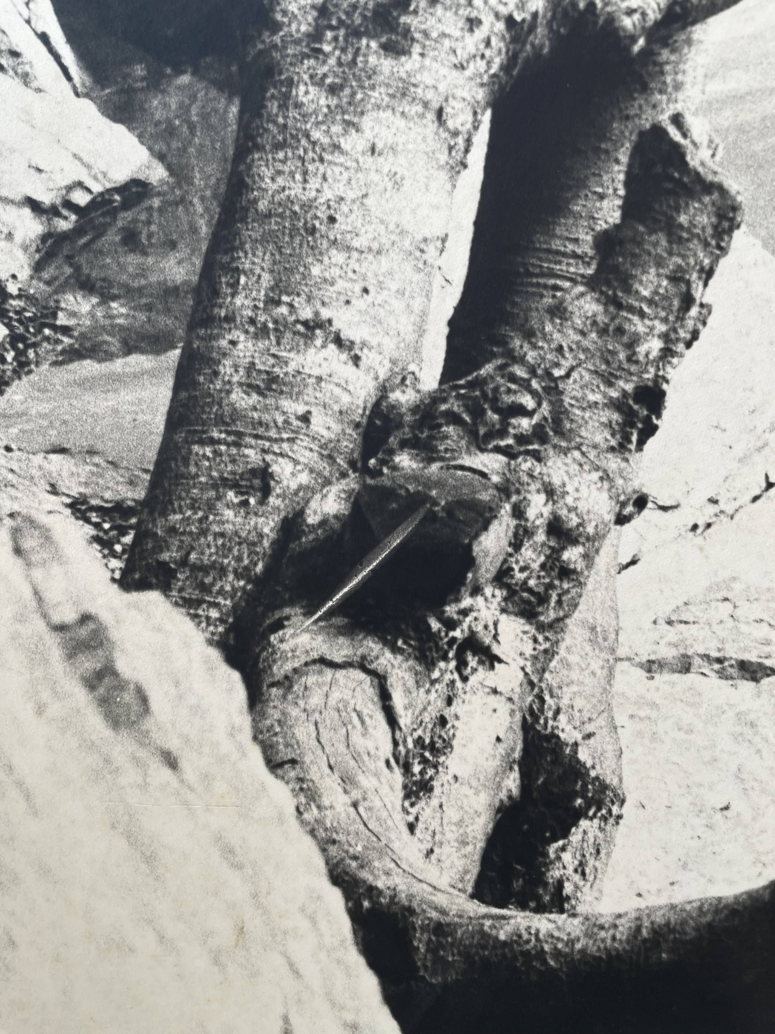 Old XXL black and white tree photograph