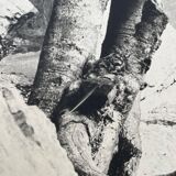 Ancienne photographie arbre noir et blanc XXL