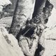 Old XXL black and white tree photograph