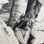 Ancienne photographie arbre noir et blanc XXL
