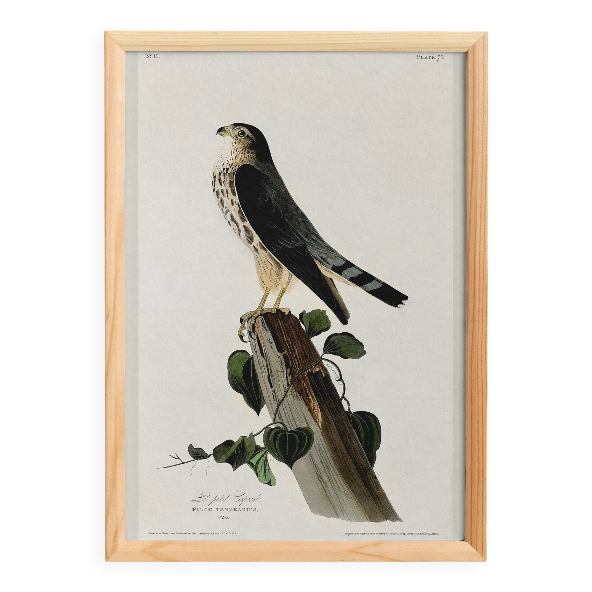 Poster about the Merlin Falcon, based on an old engraving from 1827.