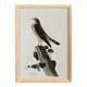 Poster about the Merlin Falcon, based on an old engraving from 1827.