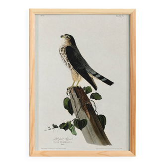 Poster about the Merlin Falcon, based on an old engraving from 1827.