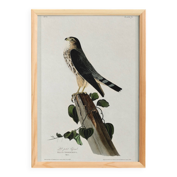 Affiche sur le Faucon merlin, d’après une gravure ancienne de 1827.