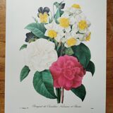Original illustrated plate Bouquet of camellias, daffodils and pansies