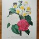 Planche illustrée originale Bouquet de camélias, narcisses et pensées