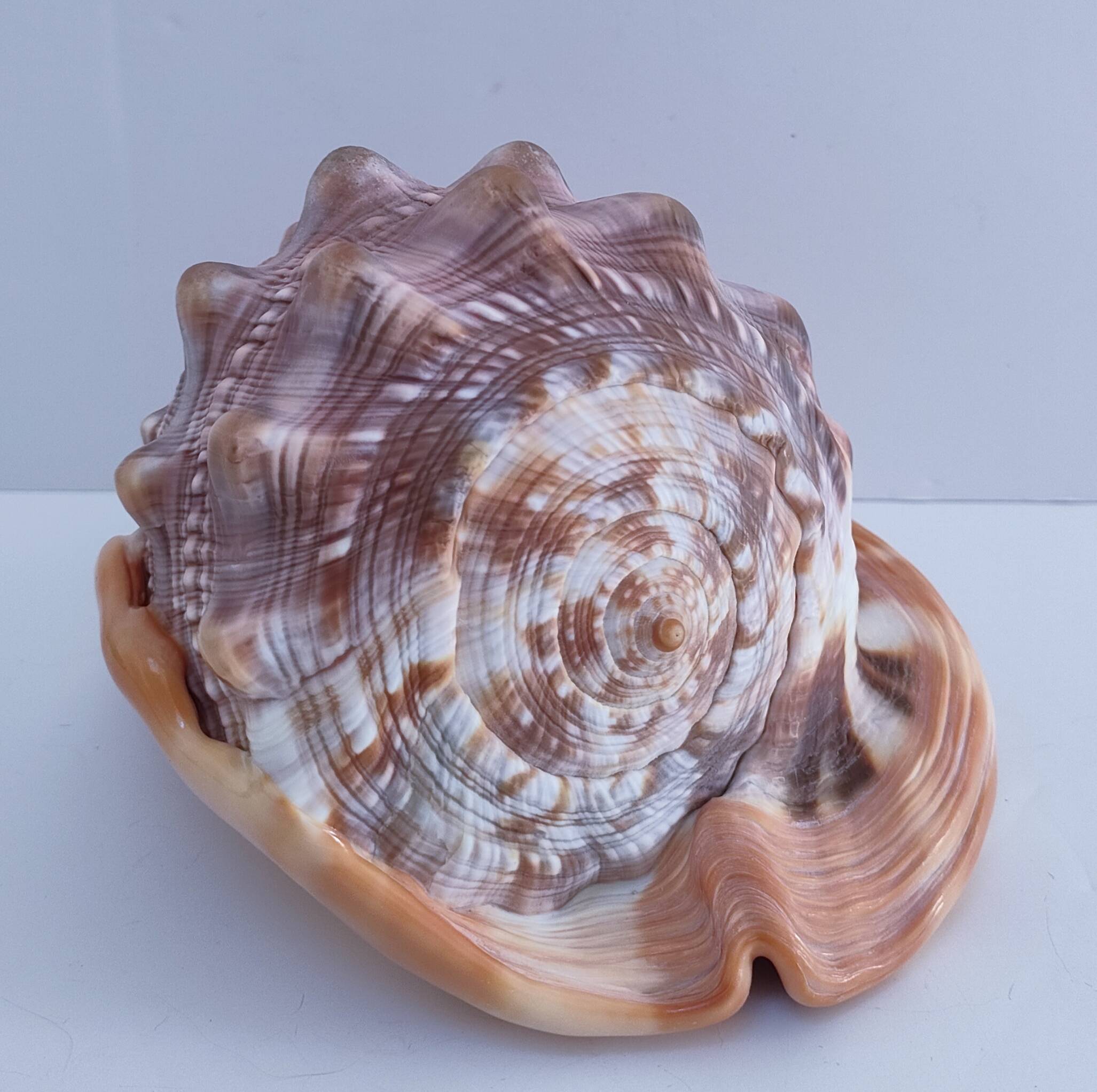 deux coquillages nacrés taille XL