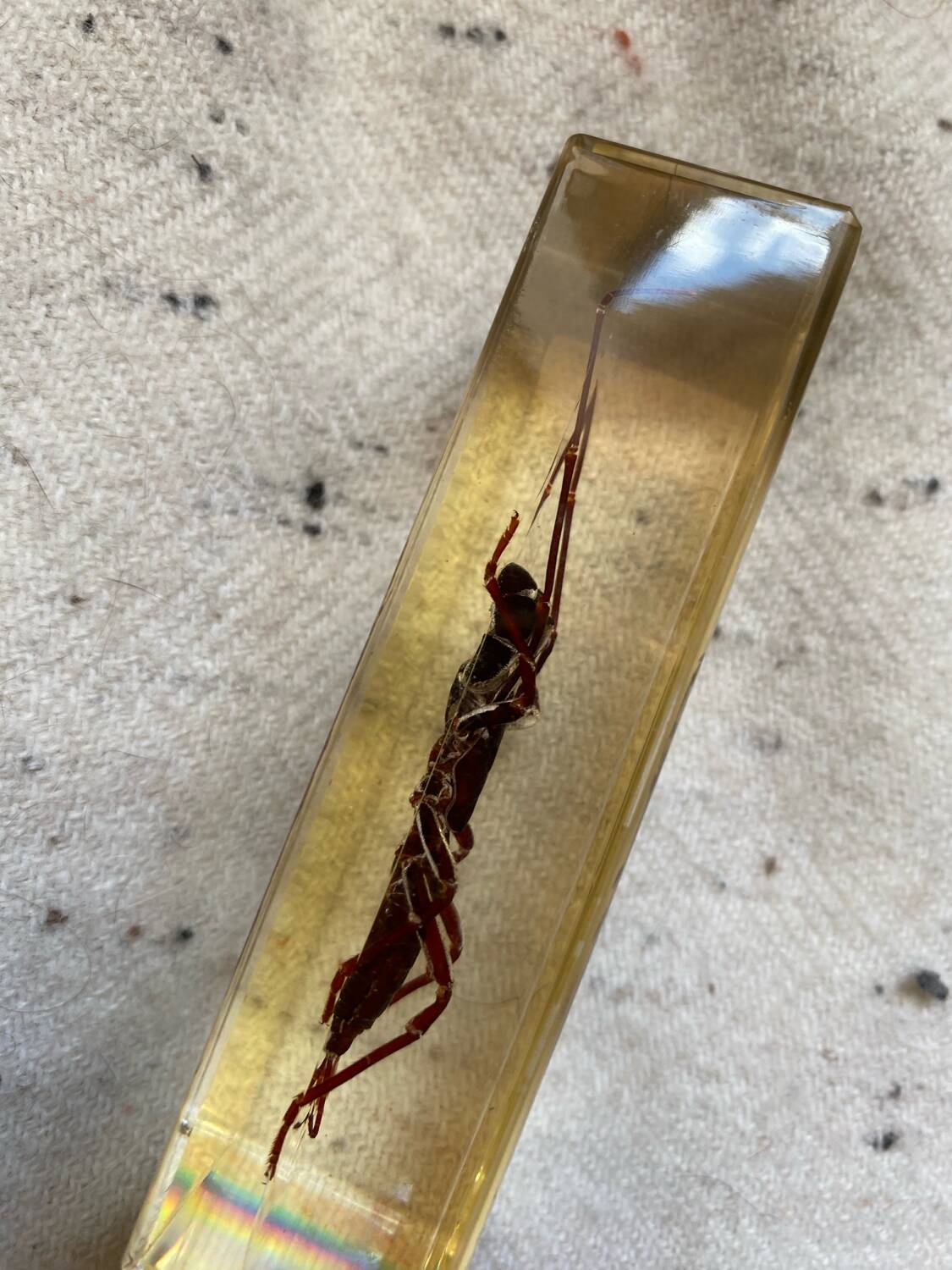 Resin inclusion insect - the staghorn uropyge.